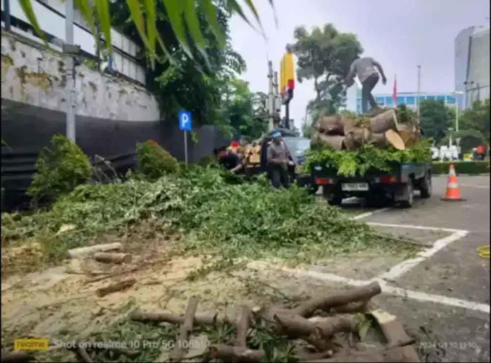 Jasa tebang pohon dan potong rumput