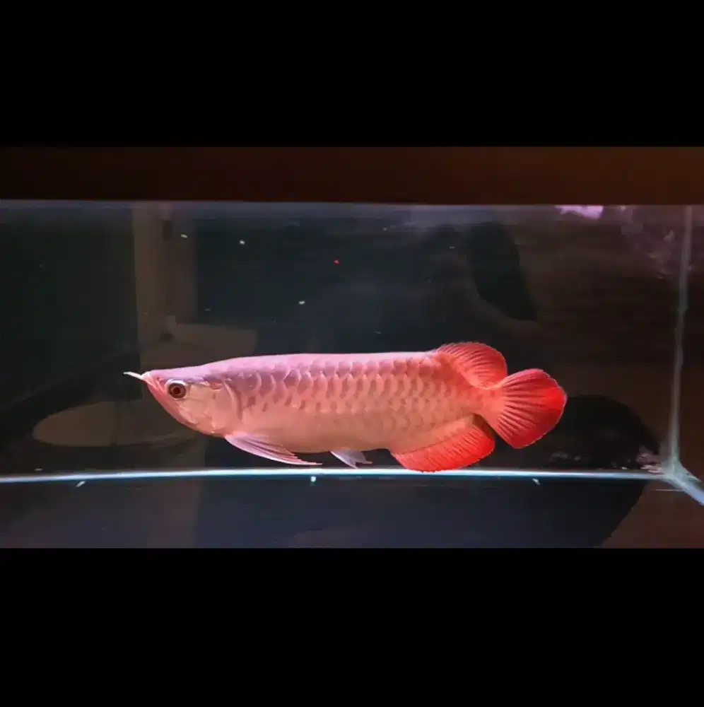 Arwana Super Red -+32cm. body Cakep, kualitas bagus