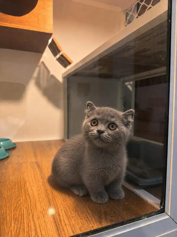 Kitten Munchkin kinkalow/curly betina lucu