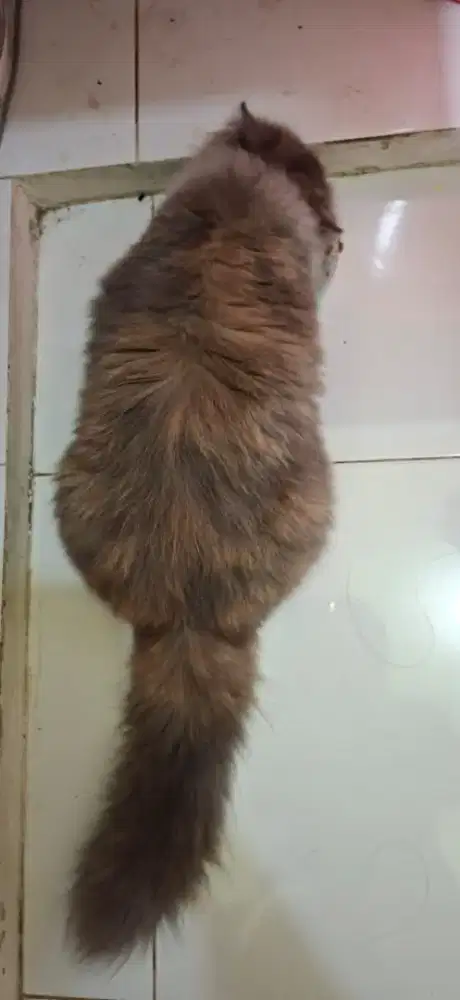 Jual induk kucing persimed gimbul