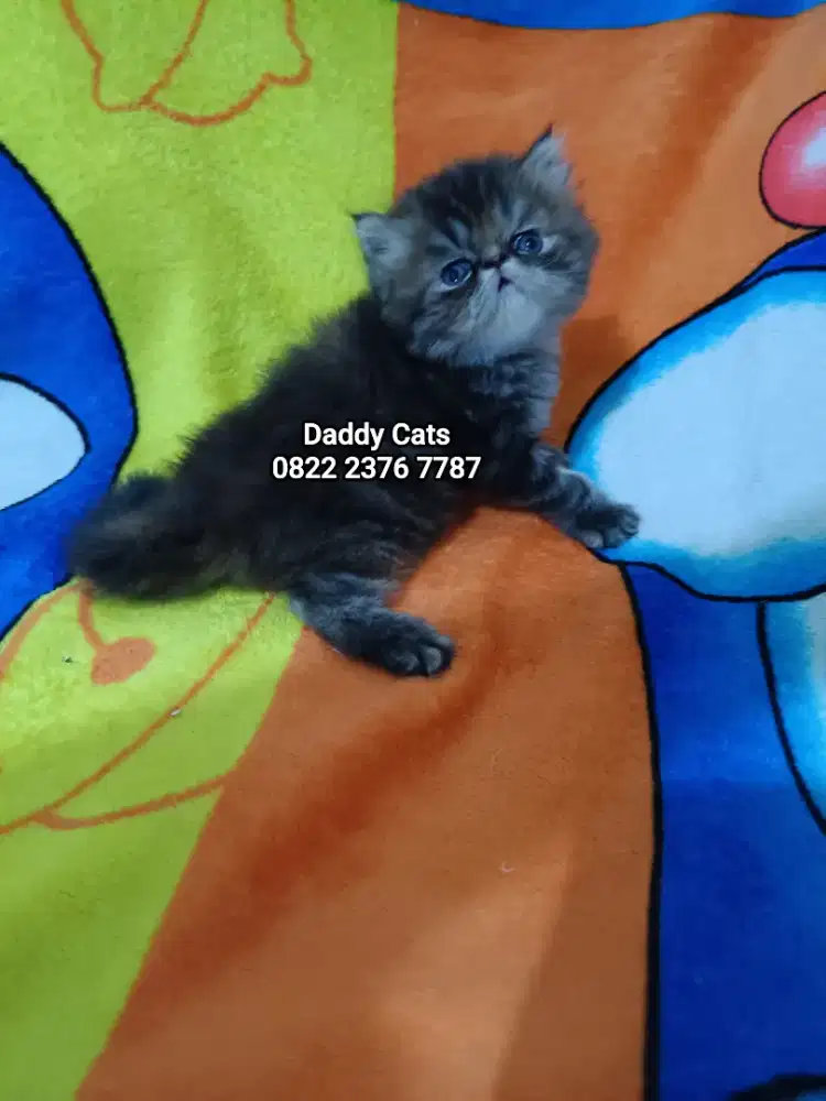 Kitten Persia Peaknose Blacktortie Betina