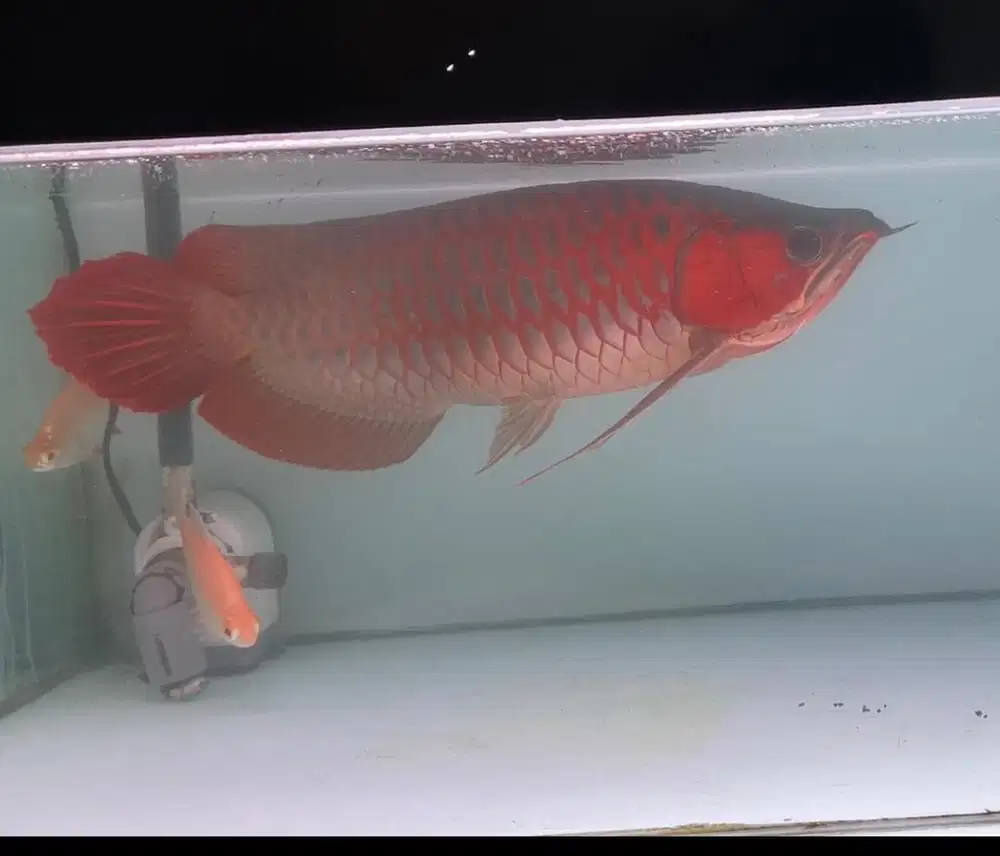 Ikan arwana super red merah blood