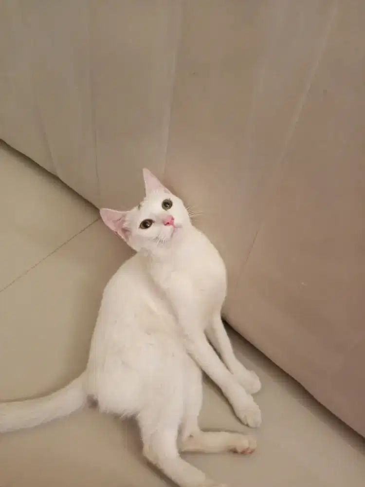 Kucing betina remaja