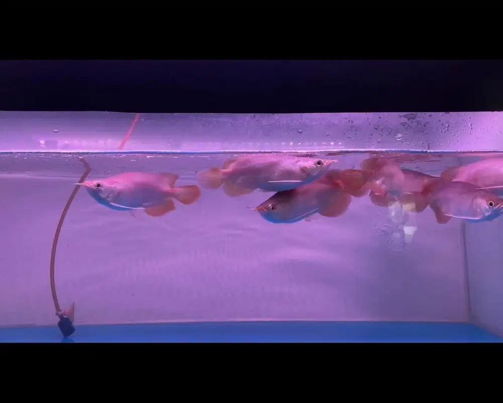 Ikan arwana super red short body /SB