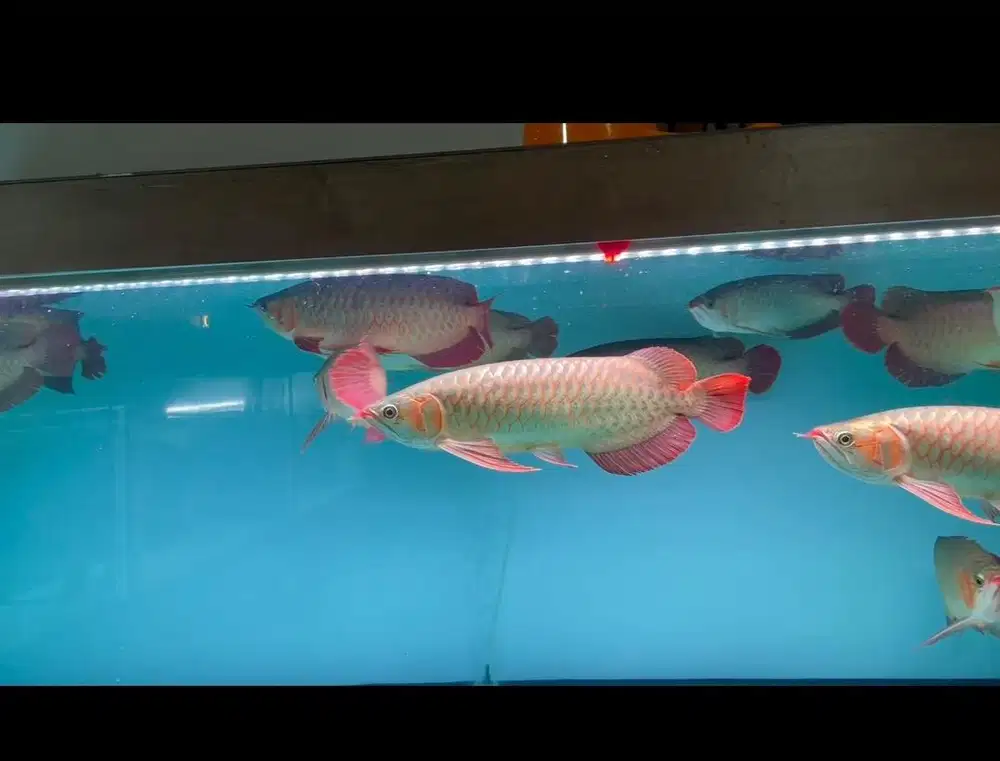 Ikan arwana super red spauk 40-45cm