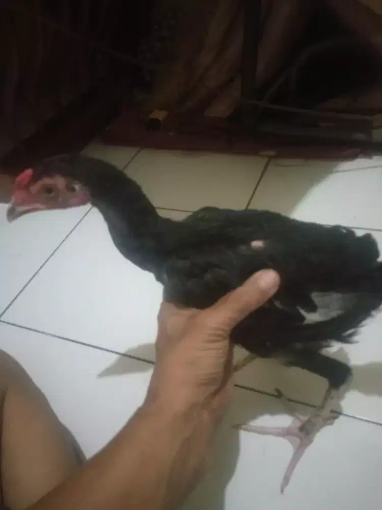 Bangkok klasik jamin jantan