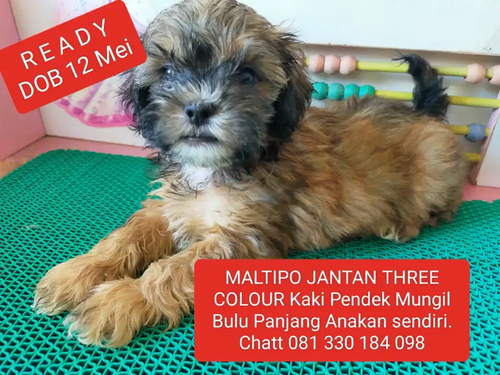 READY MALTIPO JANTAN 3 COLOURS