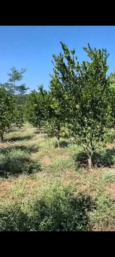 DIJUAL TANAH KEBUN, KAB. MALANG