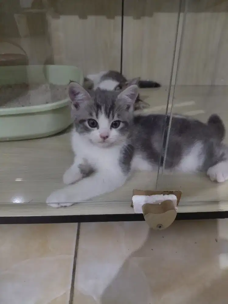 Lepas adopt anakan kucing