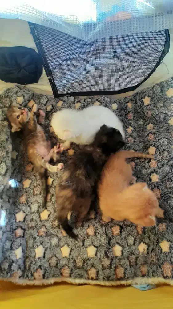 KUCING PERSIA MIX ANGGORA MIX DOMESTIC