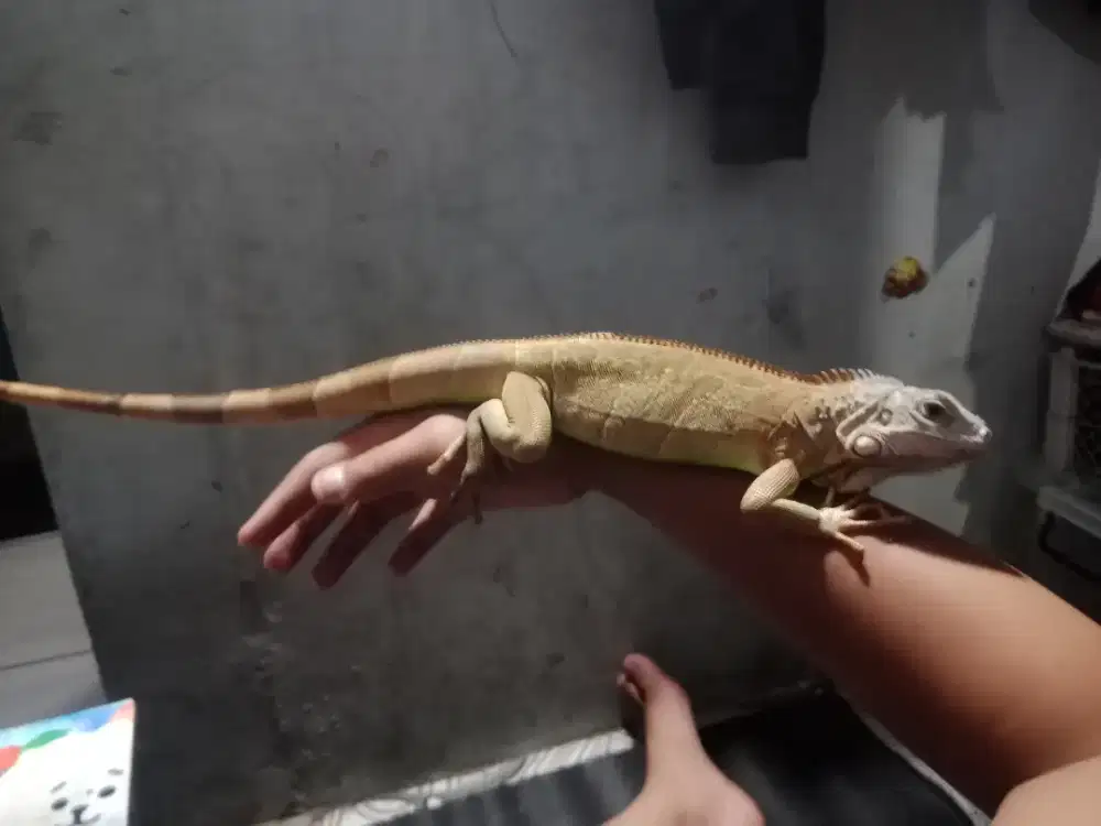 Iguana jinak.. Jual cepat
