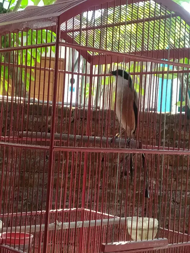 Cendet pastol ponorogo