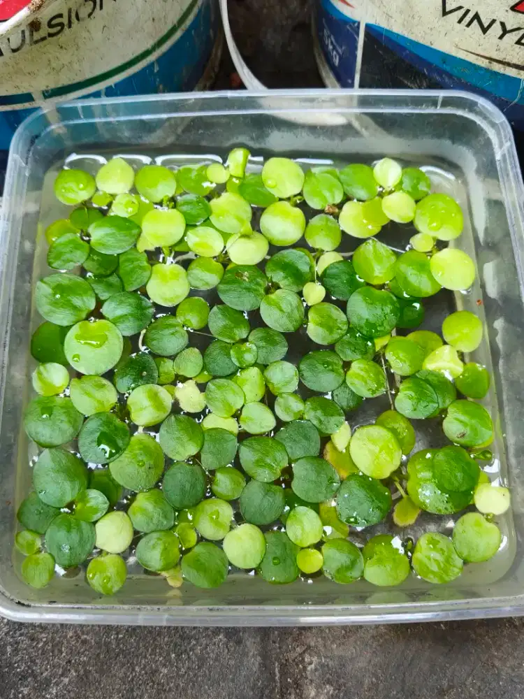 Tanaman Apung Aquascape Amazon Frogbit