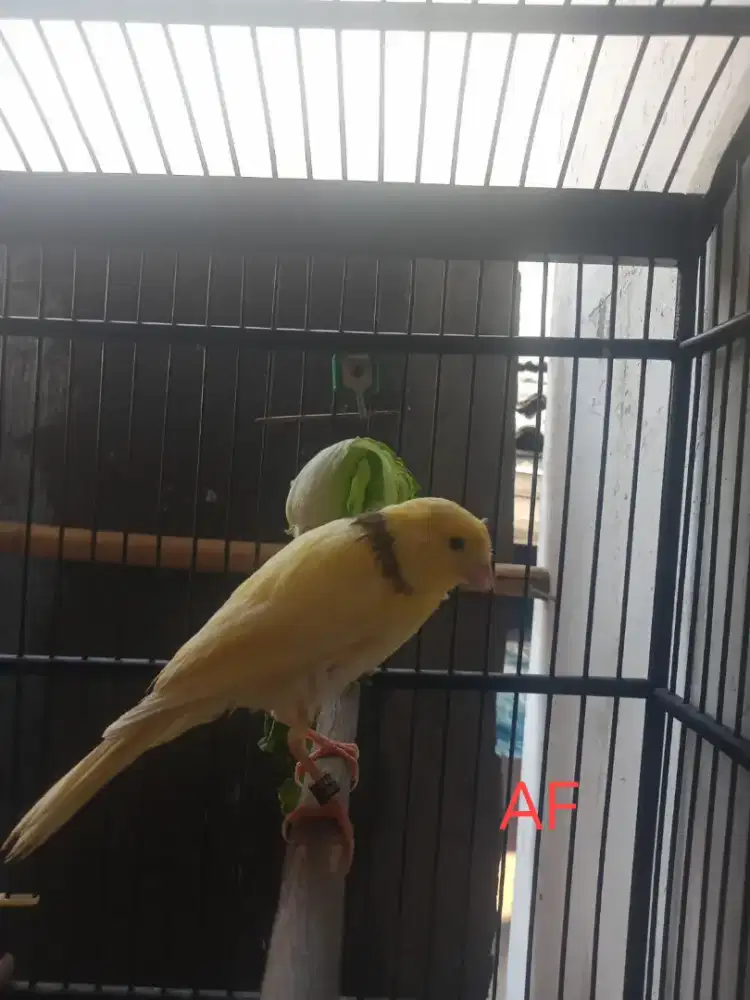 Paud af jantan garansi