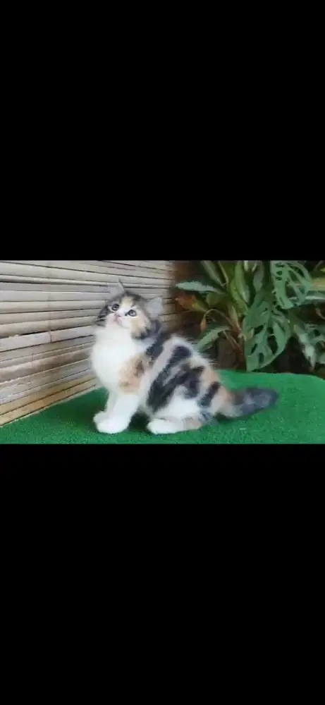 Anak kucing anggora/kitten flatnose betina/kucing persia  betina