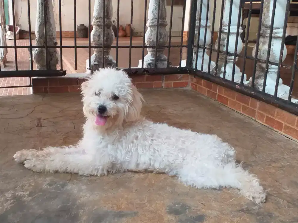 Poodle jantan anakan usia 5 bulan