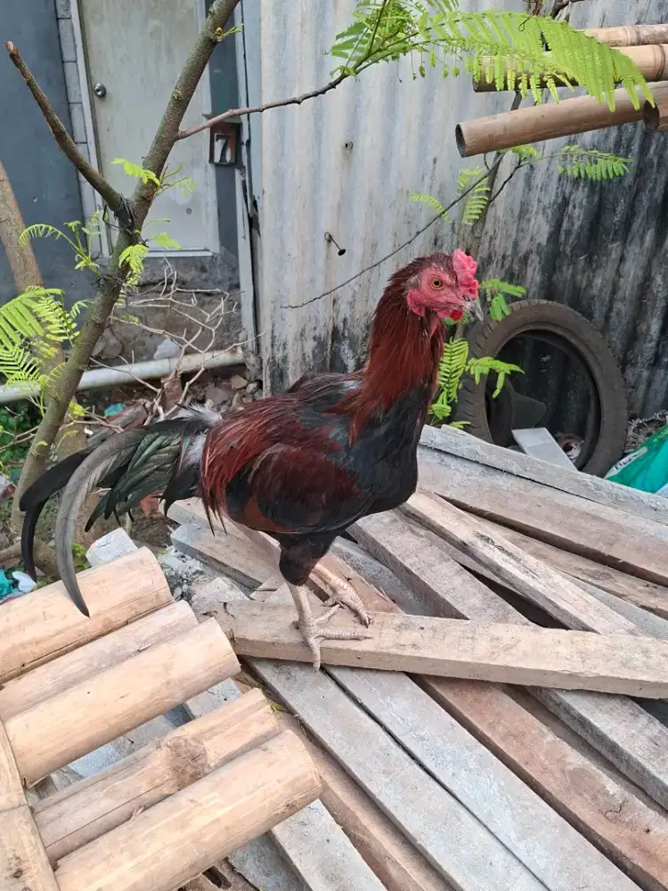 Jual Ayam Kampung Asli Ternak Sendiri | Siap Kirim Jabodetabek