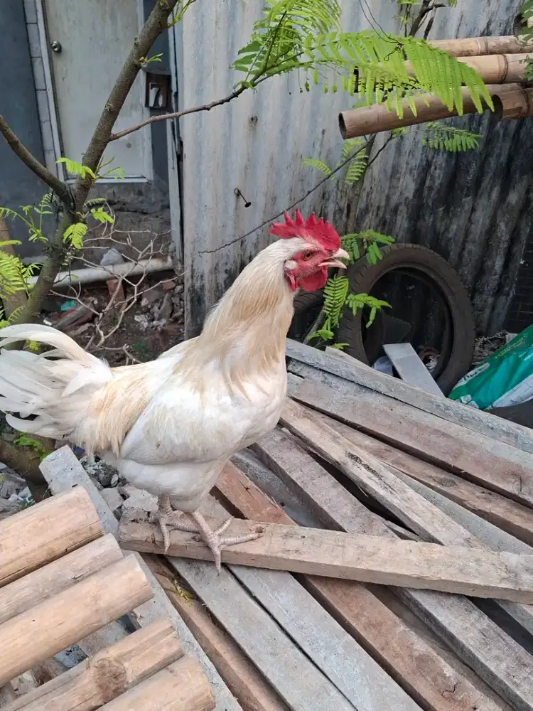 Jual Ayam Kampung Asli Ternak Sendiri | Siap Kirim Jabodetabek