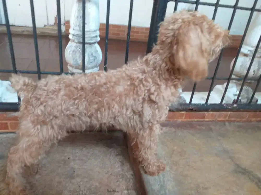 Poodle jantan anakan usia 5 bulan