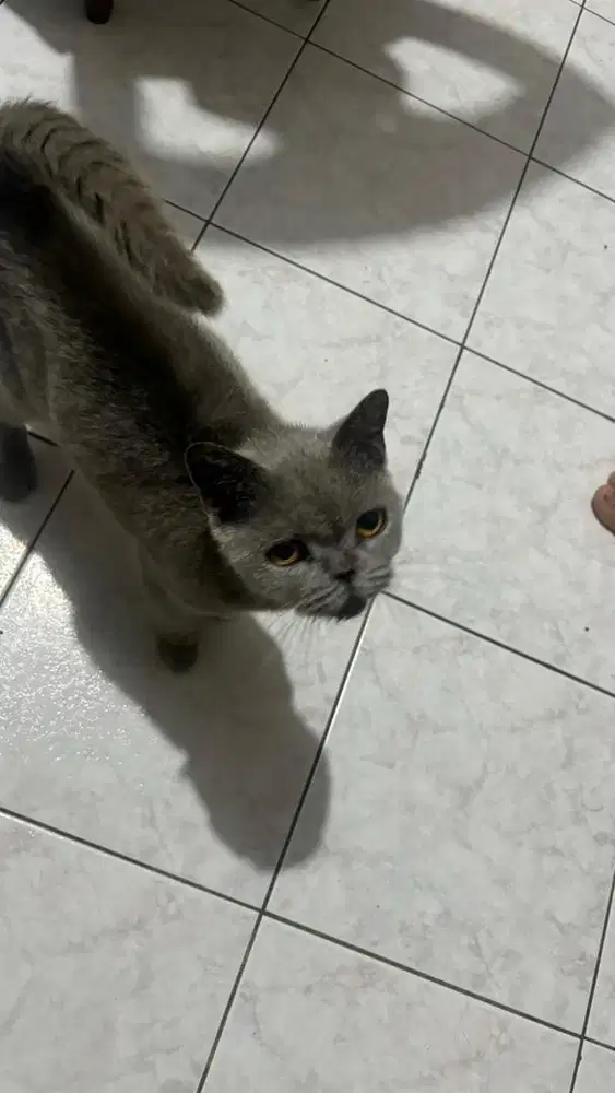kucing british short hair(bsh) betina birahi