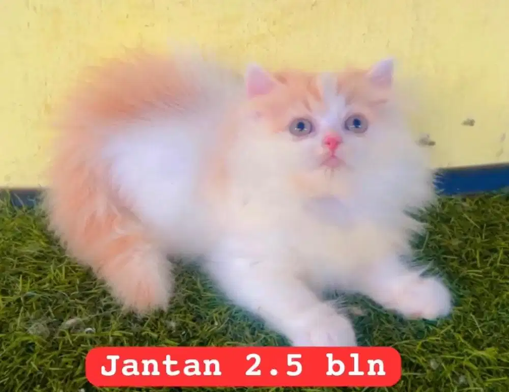 Kucing persia long hair jantan