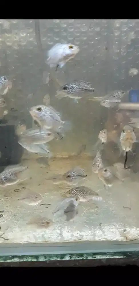 Burayak louhan Cencu