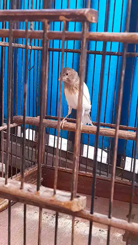 Kenari af panda rajin ngriwik