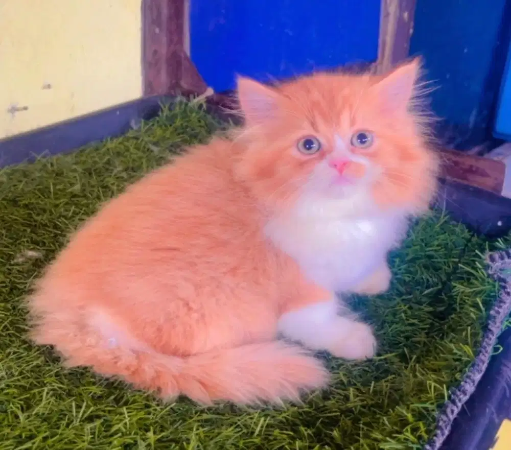 Kucing ras persia long hair kitten