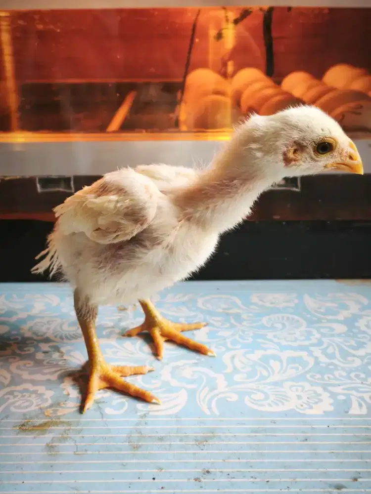 Anak Aseel Parot