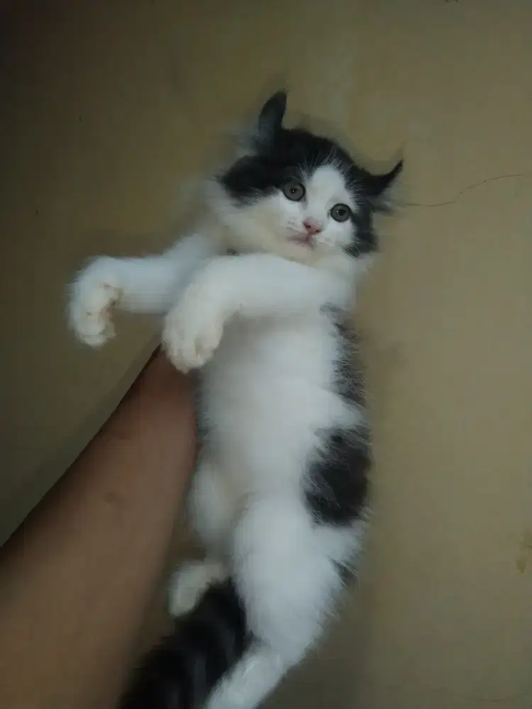 American curly usia 2,5 bulan betina  sudah mandiri