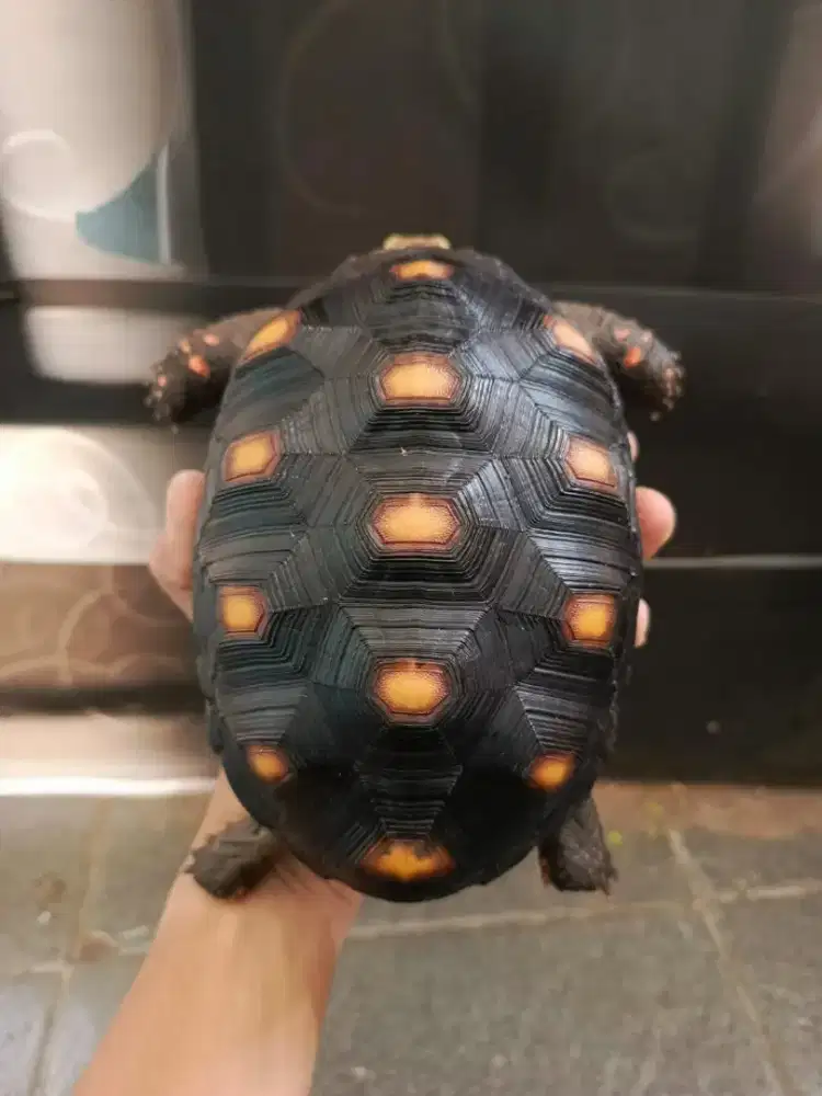 Kurakura Red Foot