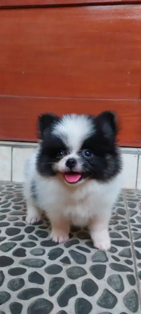 Anjing super mini pom