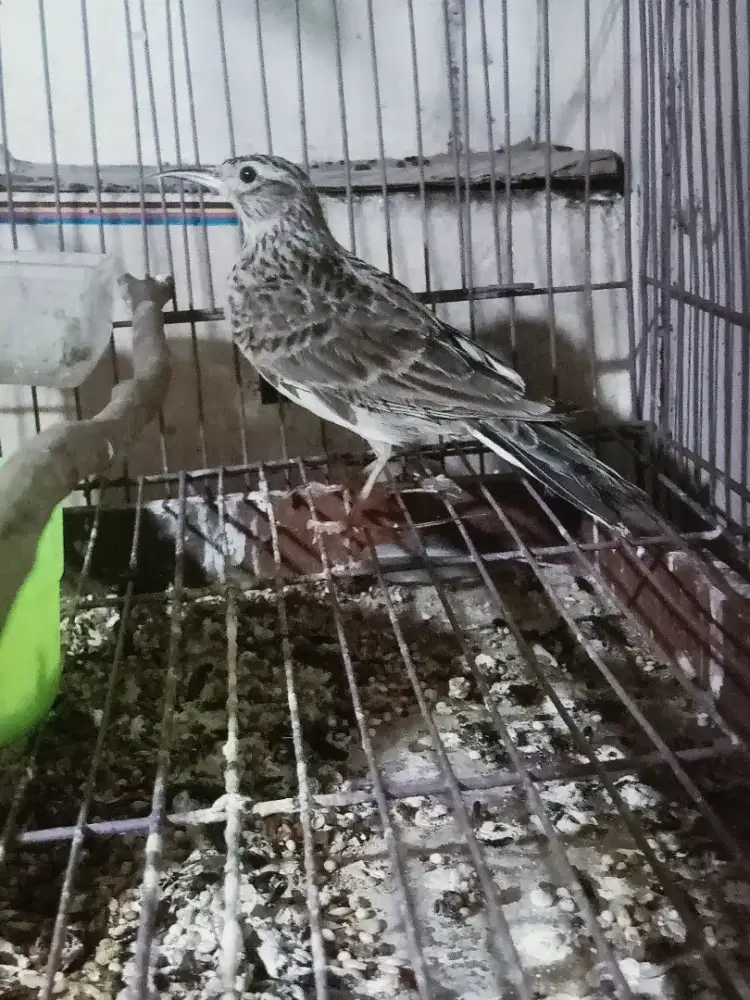 SANMA atau branjangan gede