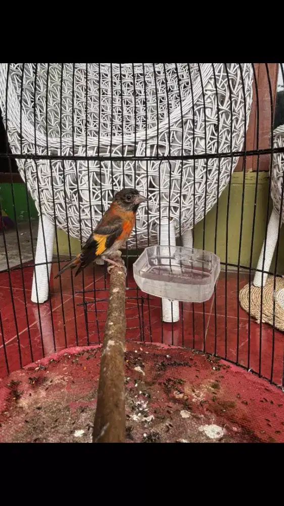 Red Siskin Klasik Jantan rajin bunyi