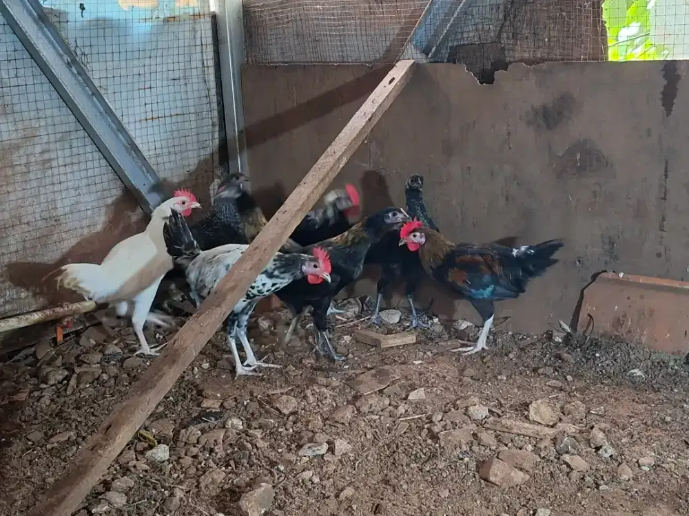 Ayam kampung remaja siap potong dan ternak