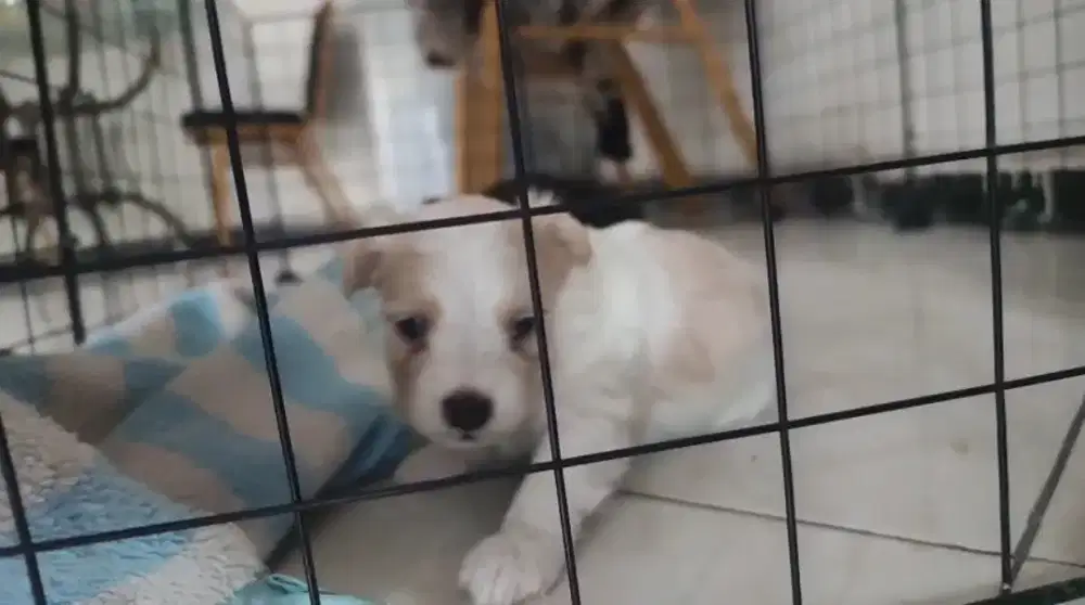 Anak Anjing Lucu