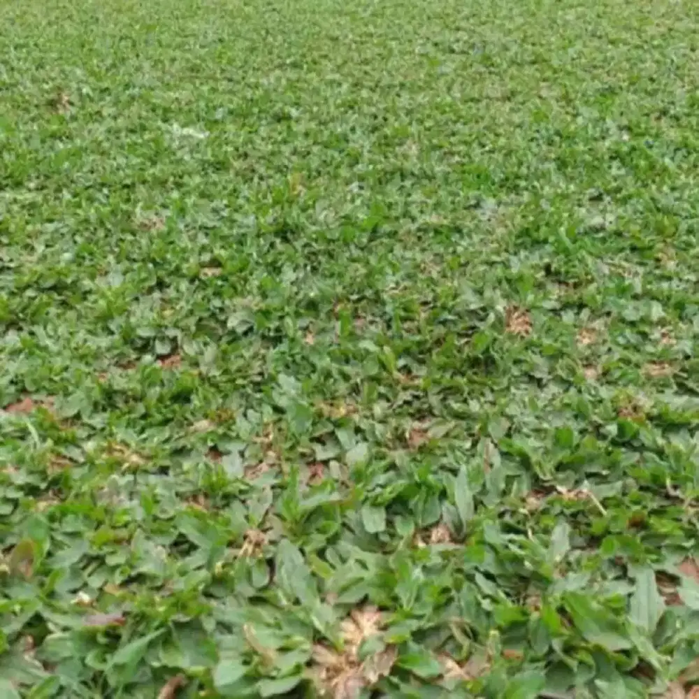 Jual rumput gajah mini