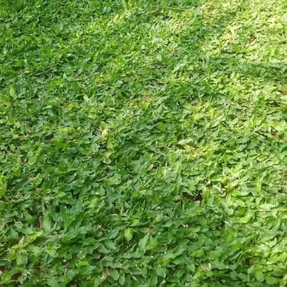 Jual rumput gajah mini 1x1