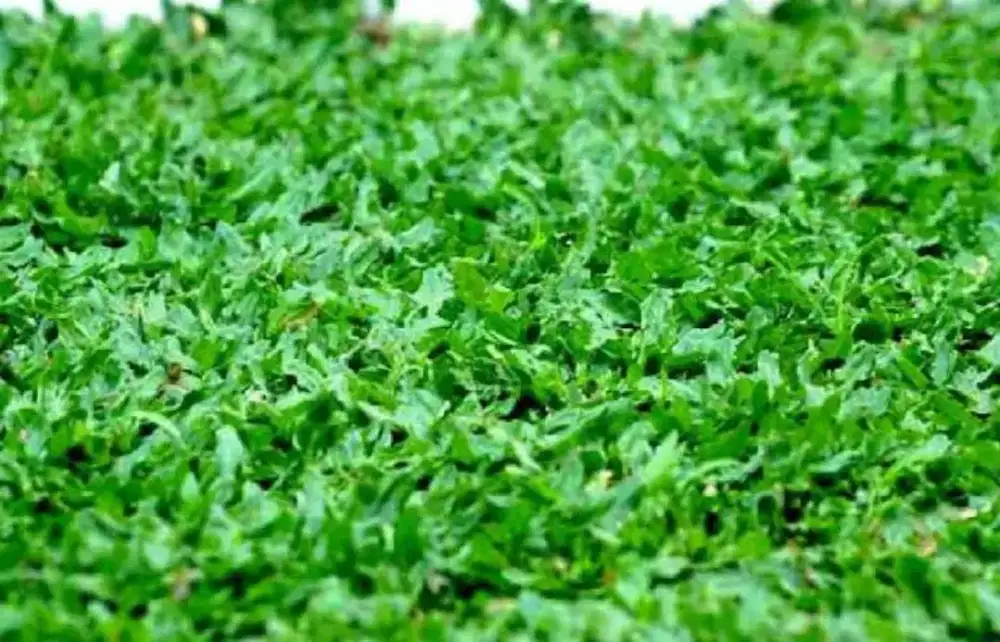 Jual rumput gajah mini