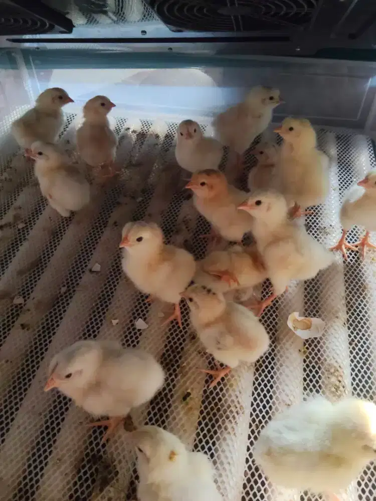Ayam whiteleghon dan elba