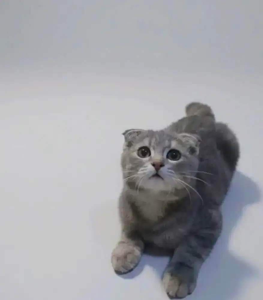 Scottish Fold Blue Tabby Jantan