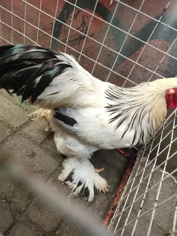 Ayam brahma jantan