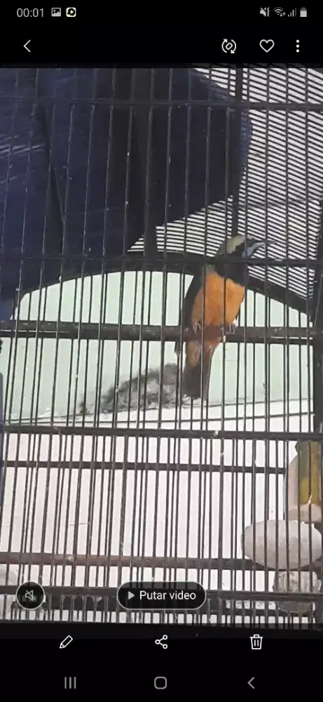 Burung cucak cungkok kepala semi abu