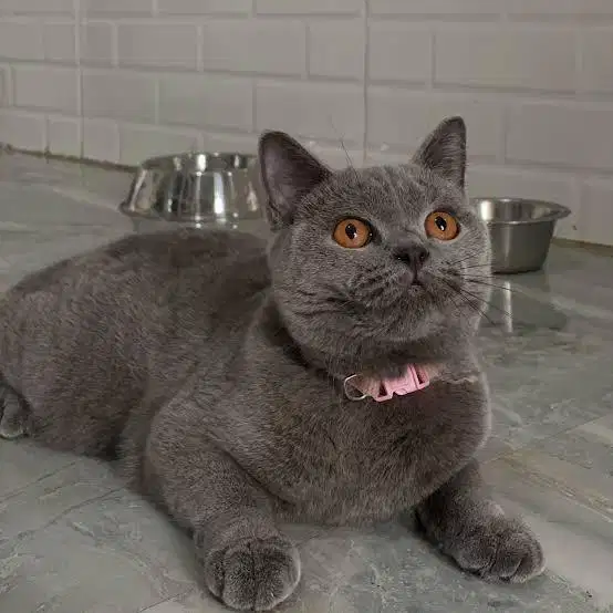 Kucing bsh british shorthair british short hair
