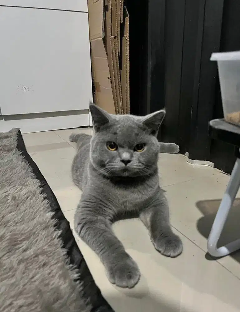 Kucing british shorthair bsh british shorthair