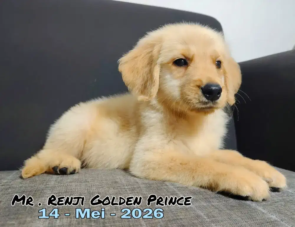 Golden Retriever Puppies