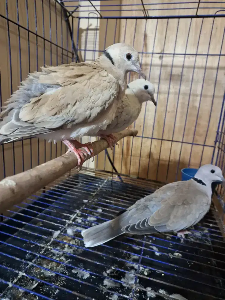 Puter Biasa Bukan Pelung