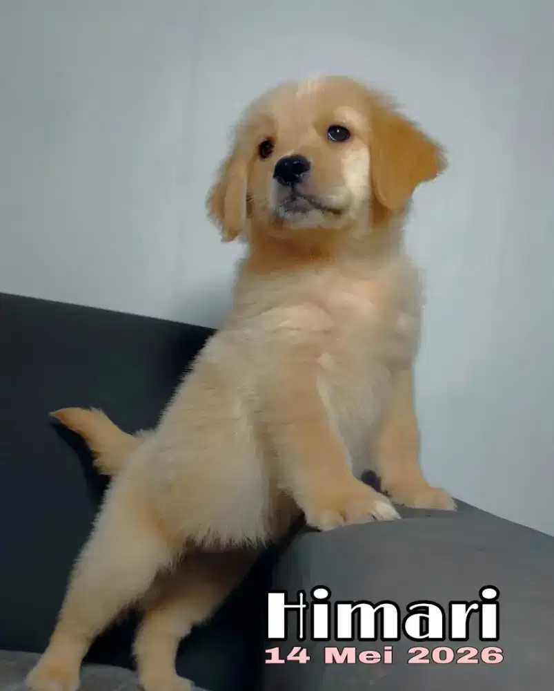 Golden Retriever Puppies