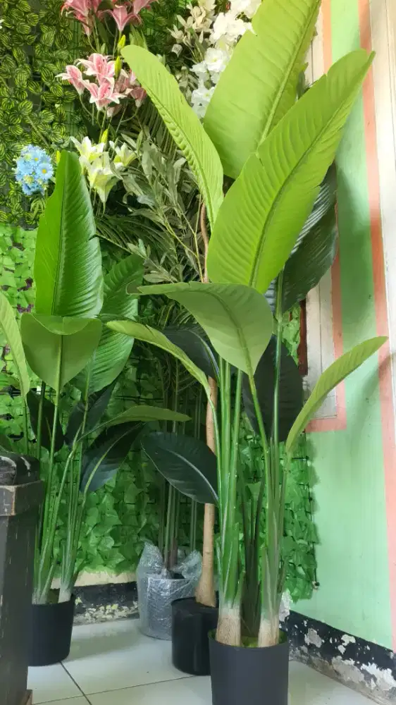 Pohon pisang tinggi 140 cm tuker burung perkutut