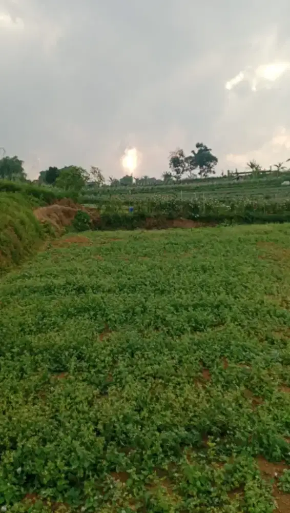 Di jual murah tanah kebun sayur lokasi depan jalan raya Pacet Cianjur